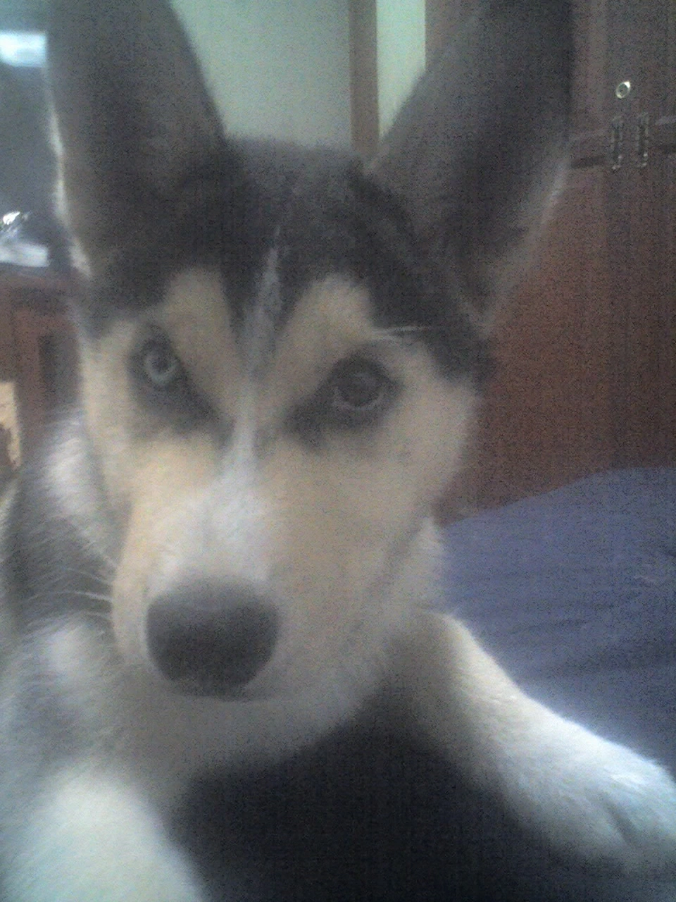 Argos as a puppy, shortly after arriving home.