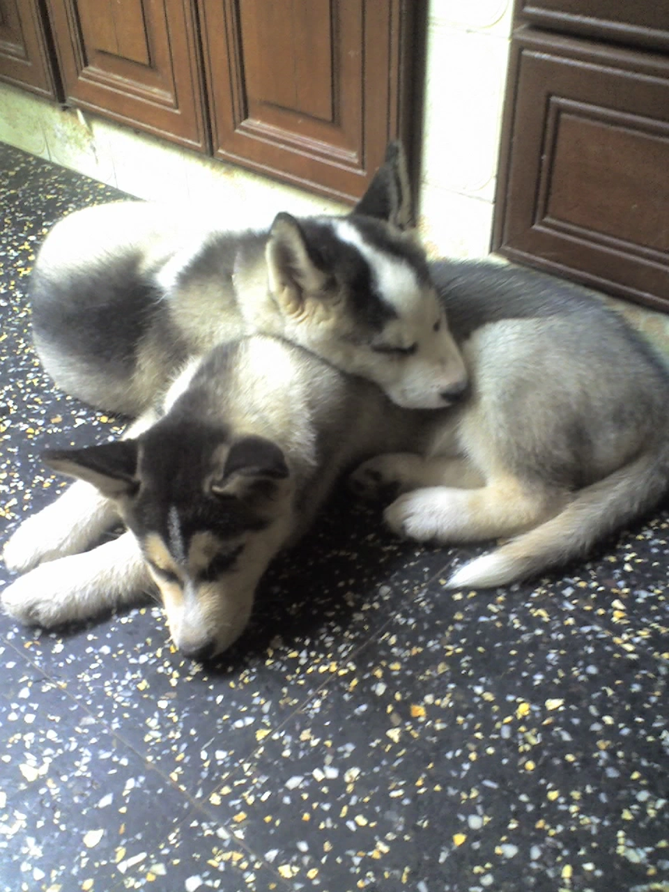 Argos as a young puppy.