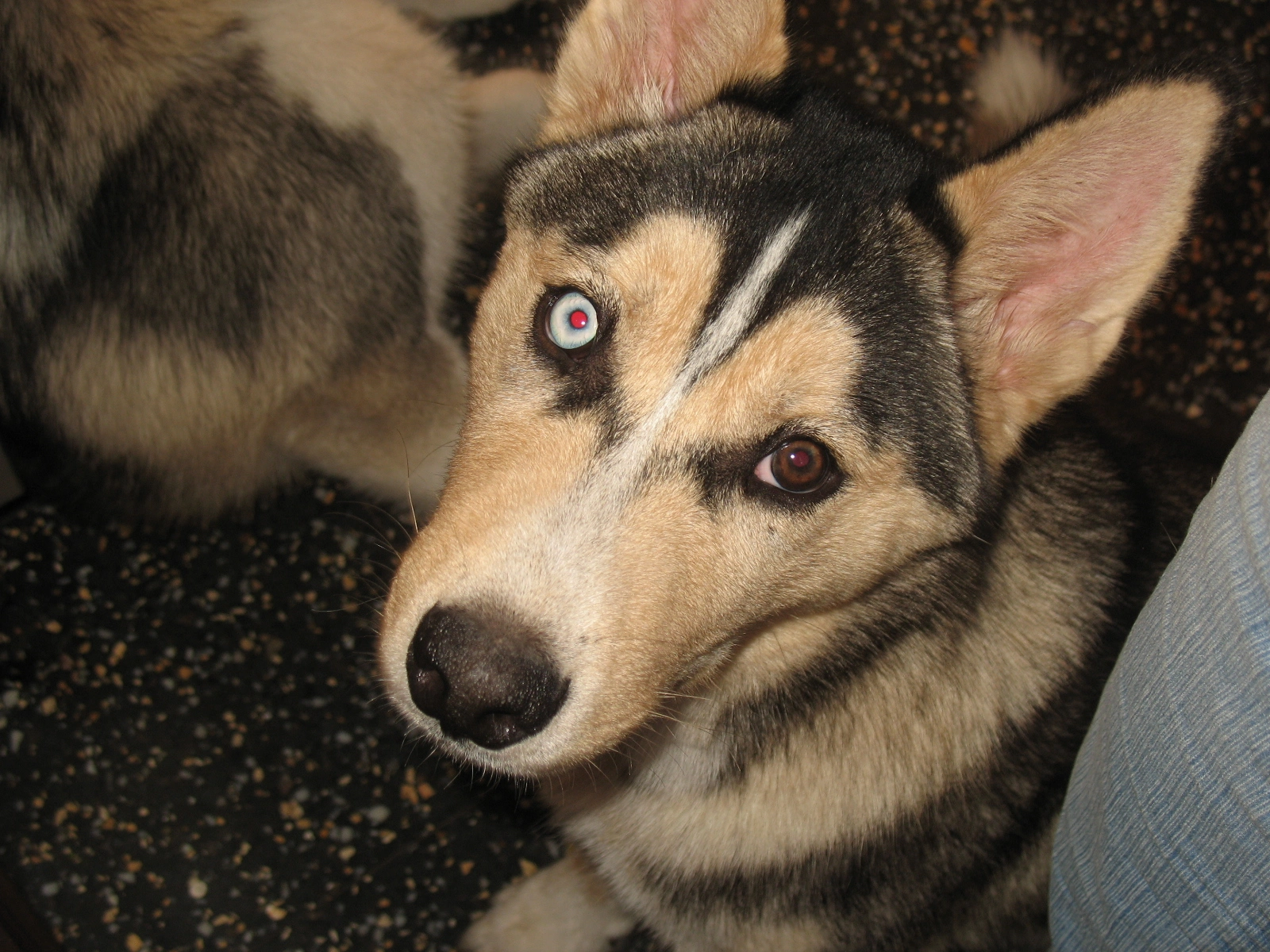 Argos as a young dog.