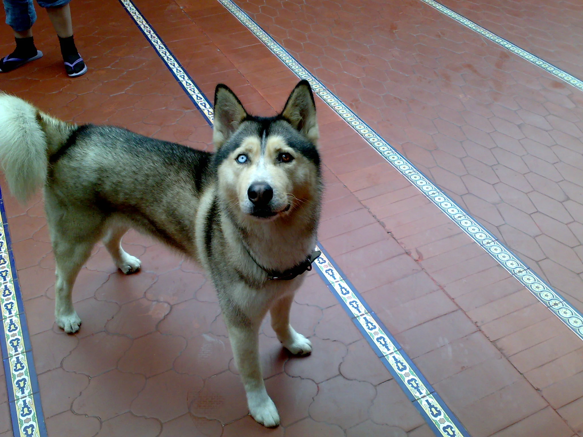 Argos on a walk.
