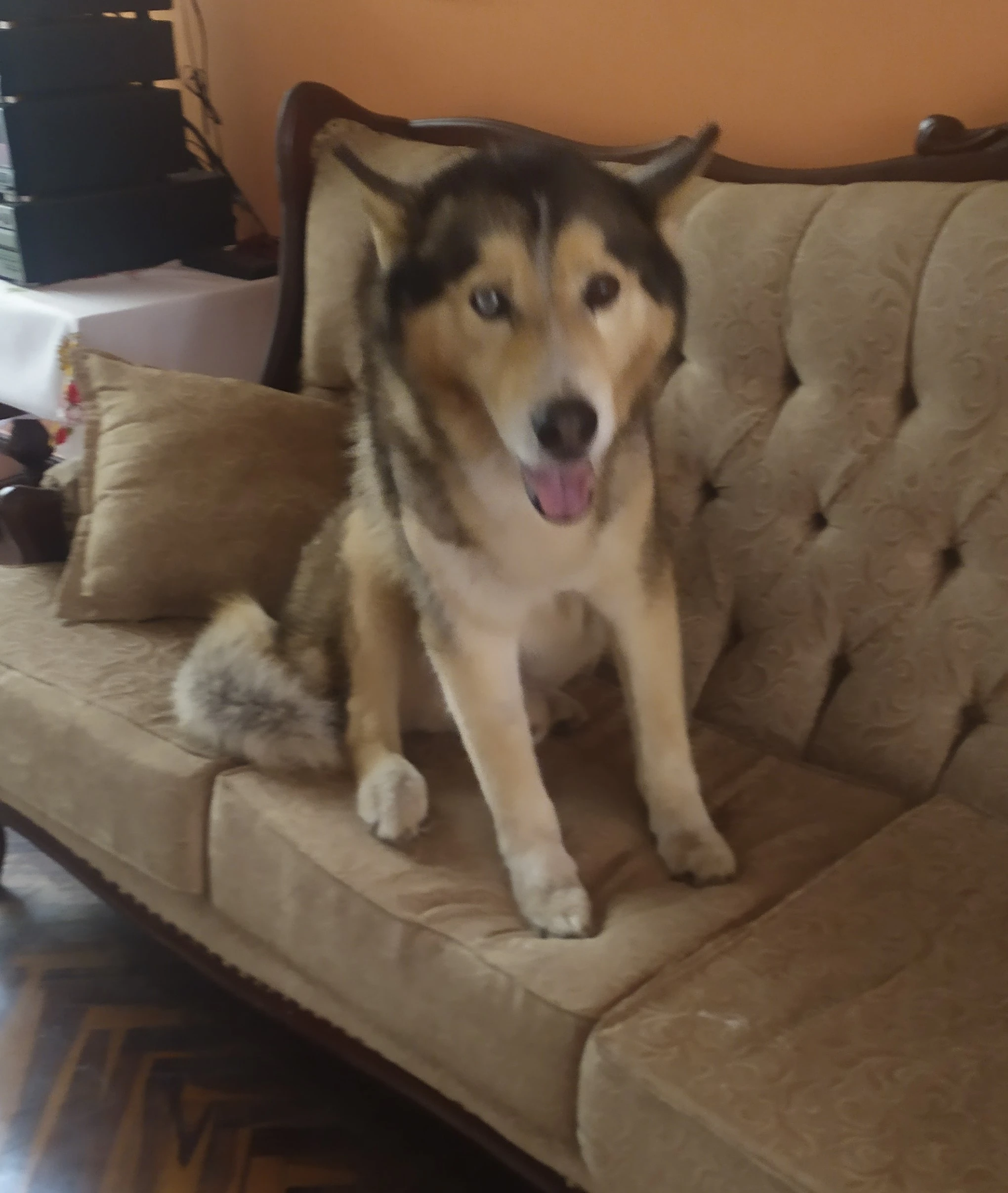 Argos in his senior years.
