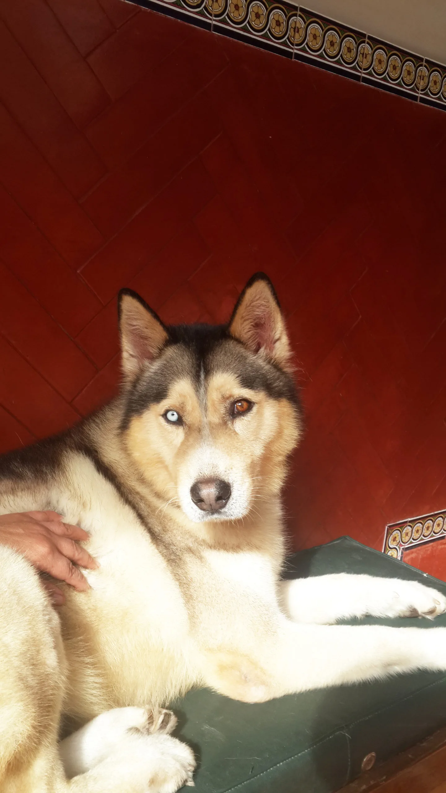 Argos near the end of his life.
