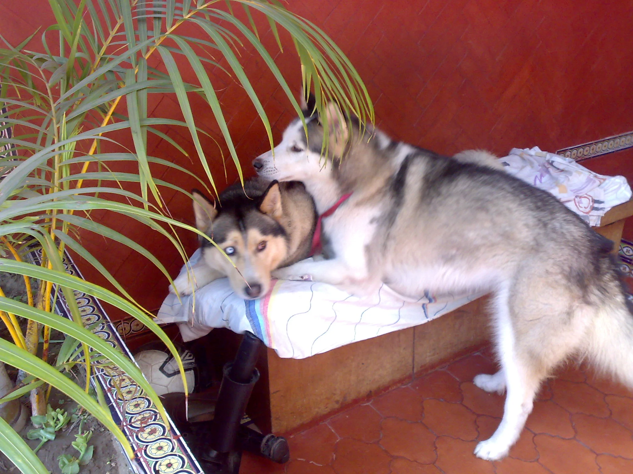 Argos and Buffy together.