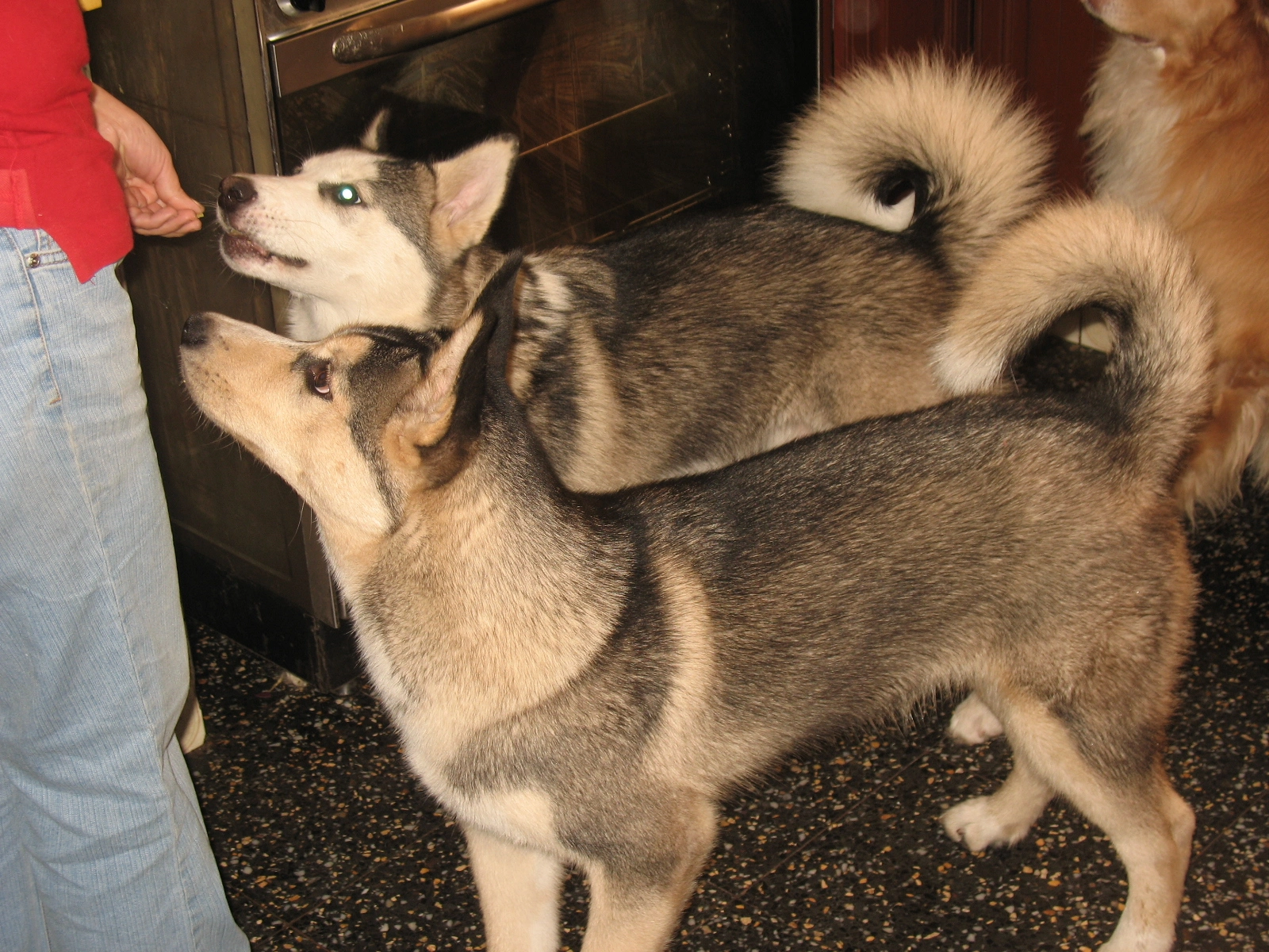 Argos and Buffy asking for food.
