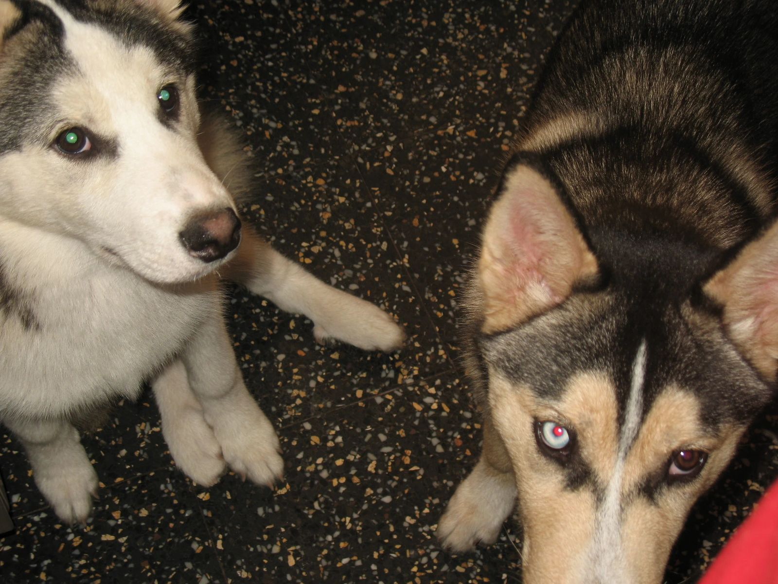 Argos and Buffy at home.