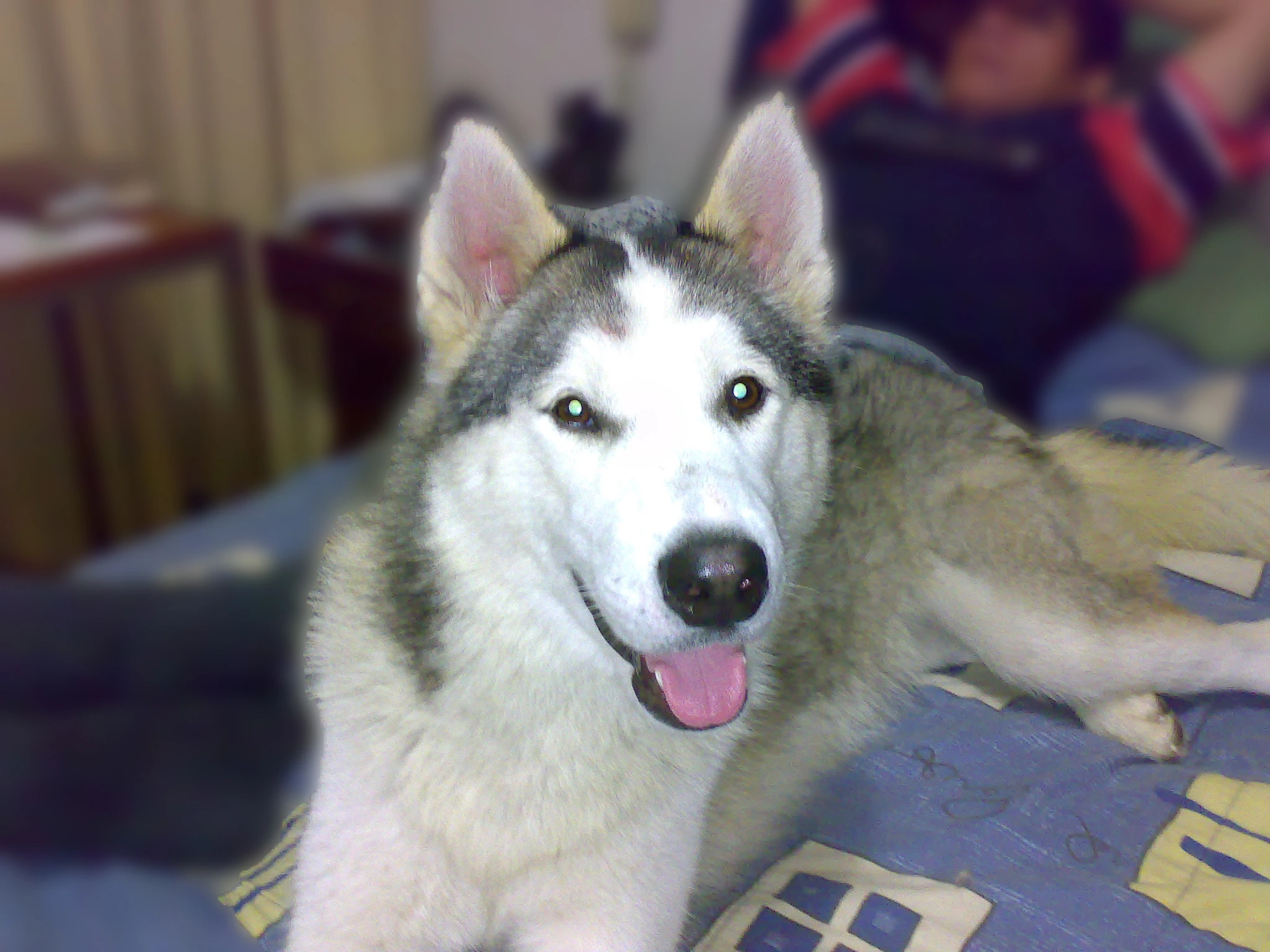 Photograph of Buffy.